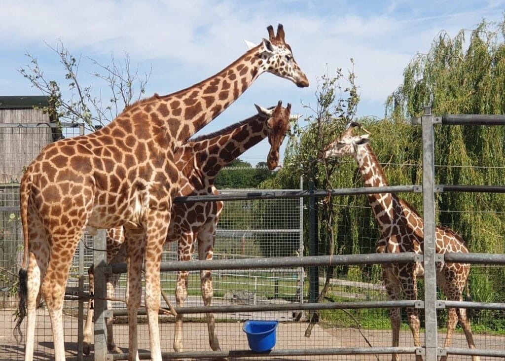 Noah's Ark Zoo Farm - Where to go With Kids - Somerset