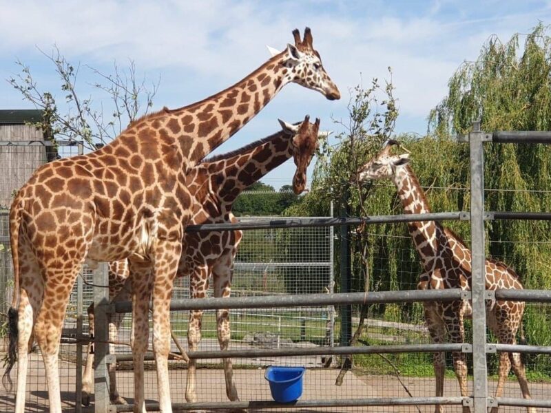 Noah's Ark Zoo Farm