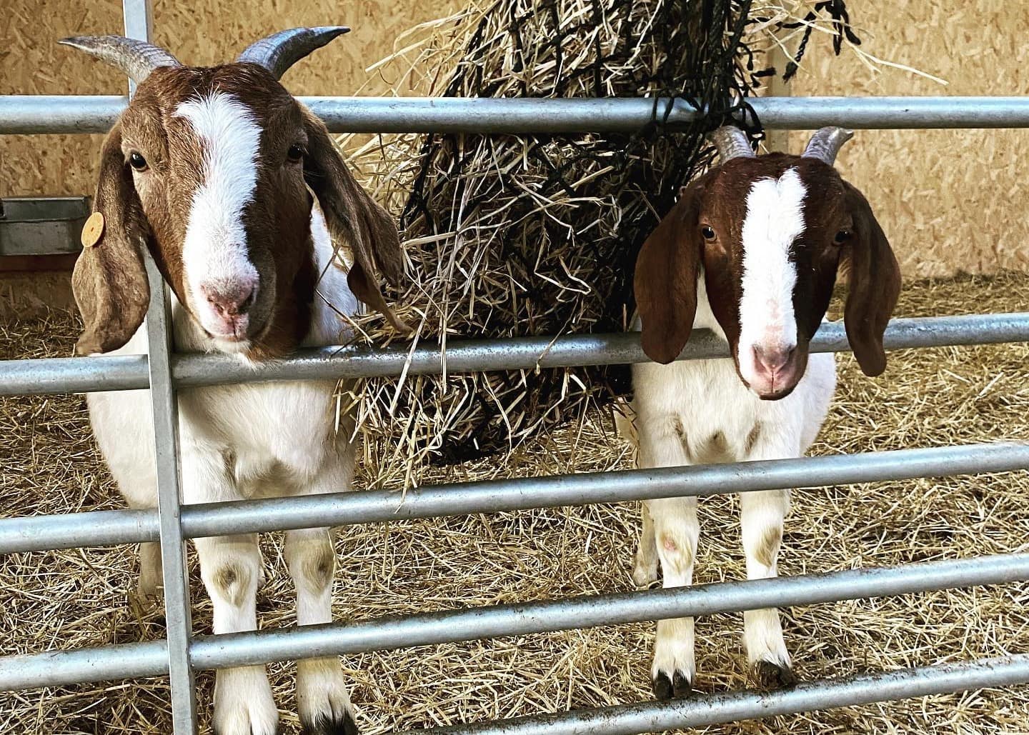 Church Farm Tea Rooms and Children's Farm