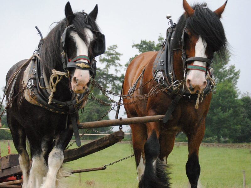 Acton Scott Historic Working Farm