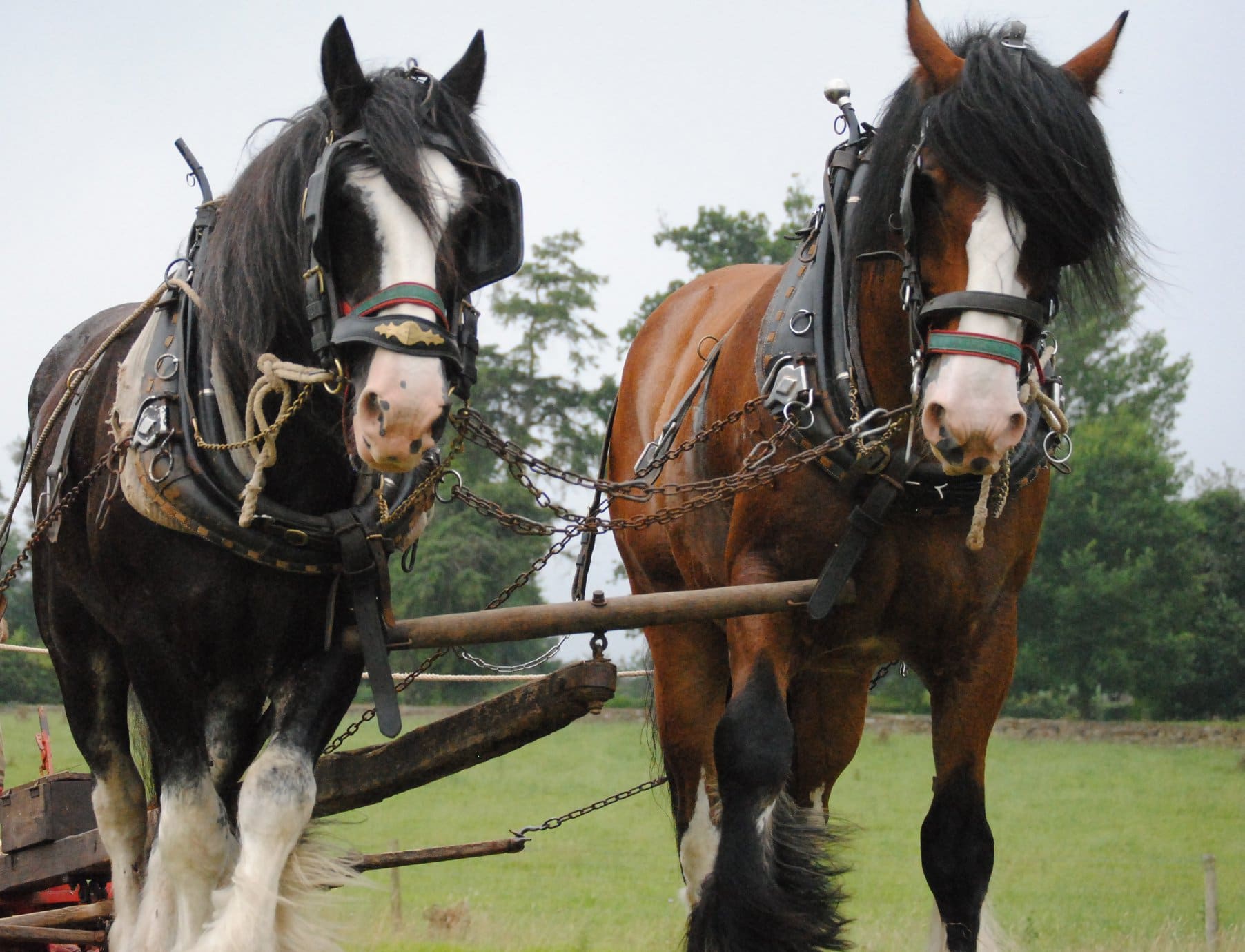 Acton Scott Historic Working Farm