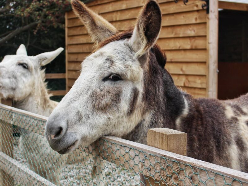 Church Farm Tea Rooms and Children's Farm