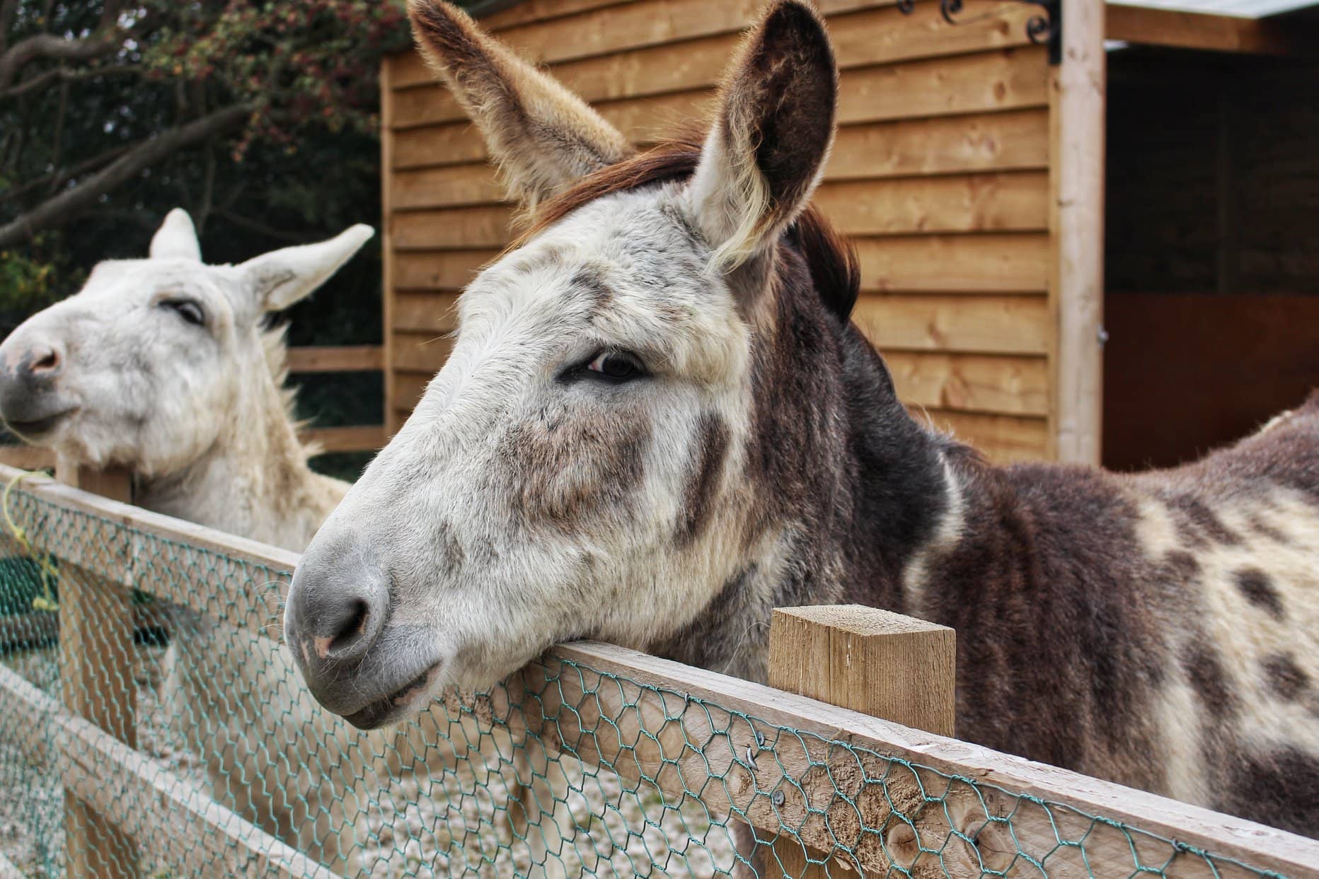 Church Farm Tea Rooms and Children's Farm