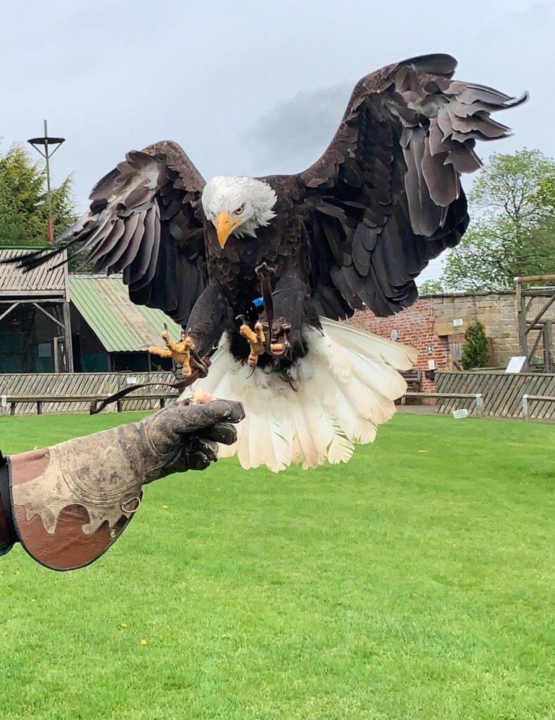 Thirsk Birds of Prey Centre  Rated and reviewed by experts on