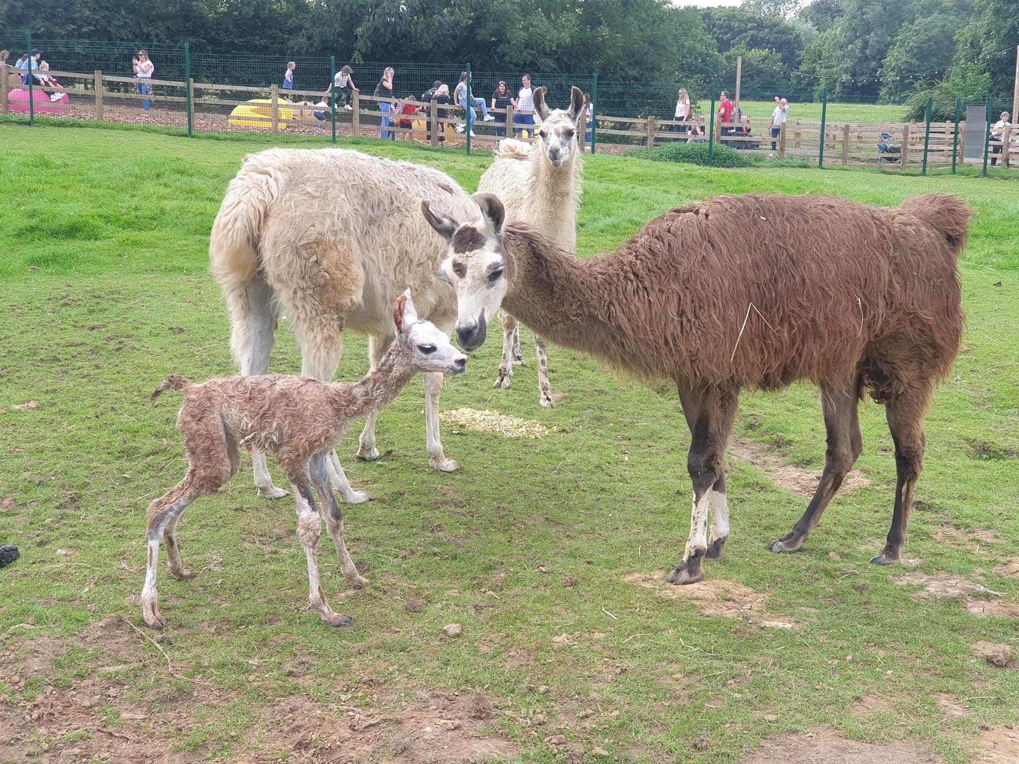 Newham Grange Farm