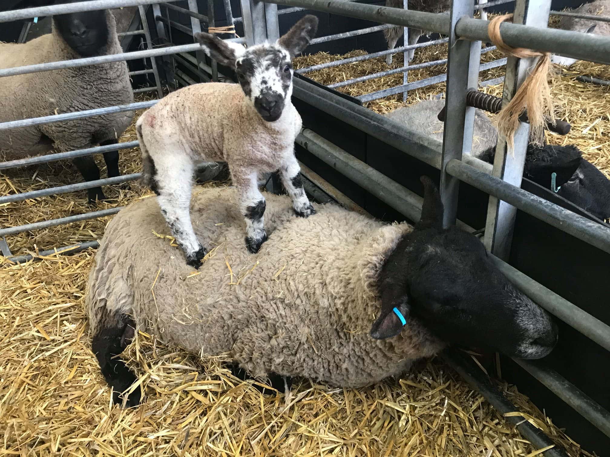 Big Sheep and Little Cow