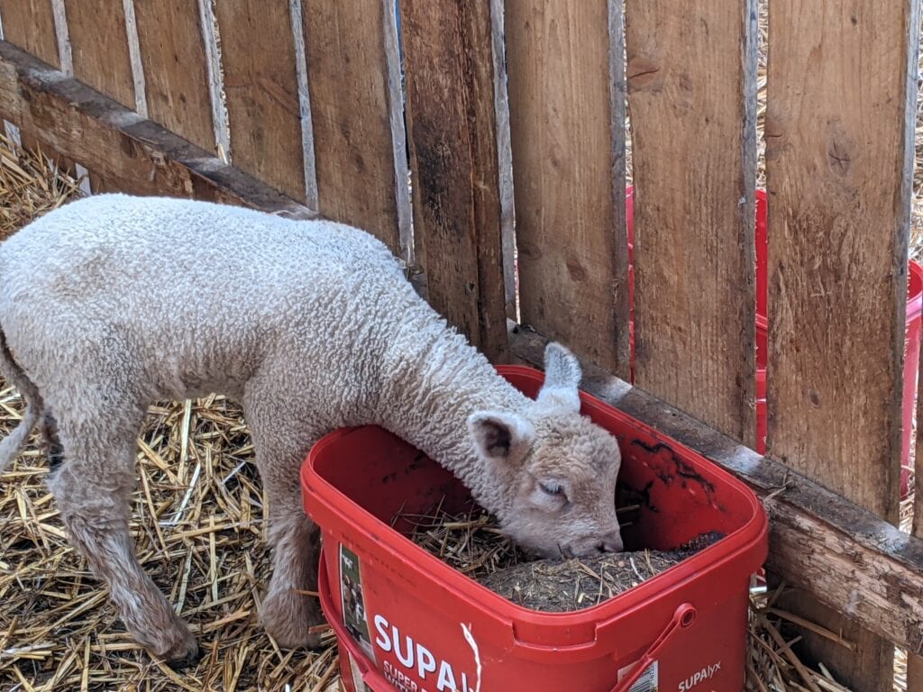 Beetle Bank Open Farm