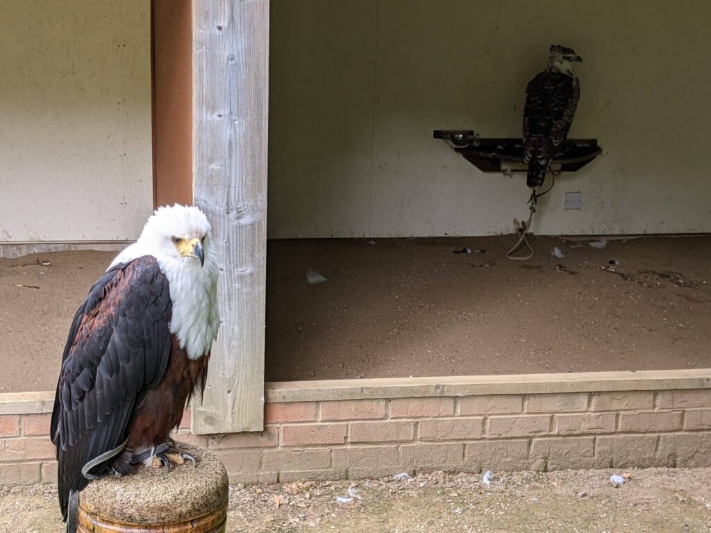 National Centre For Birds Of Prey