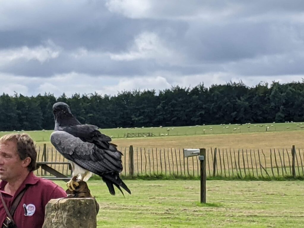 National Centre For Birds Of Prey