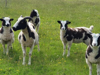 Greenmeadow Community Farm