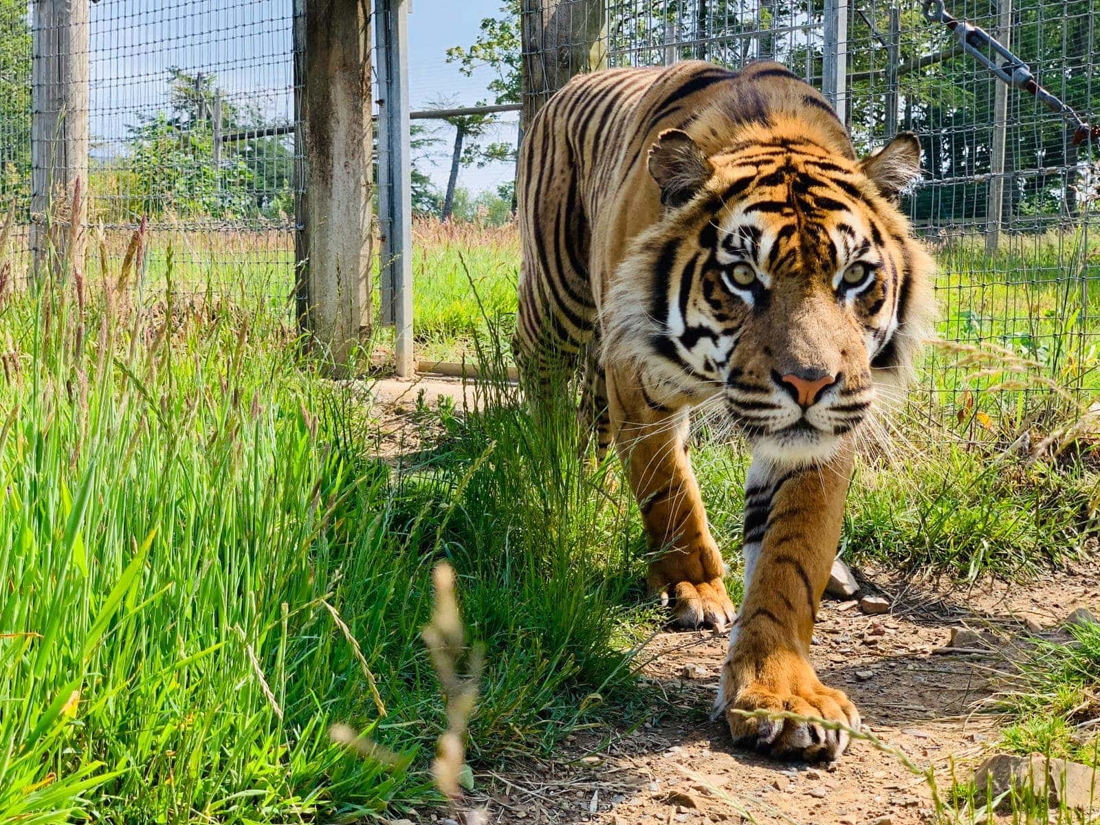 Manor Wildlife Park - Where to Go With Kids - South Wales