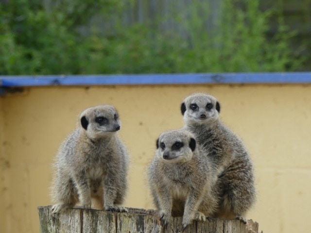 Camel Park Oasis