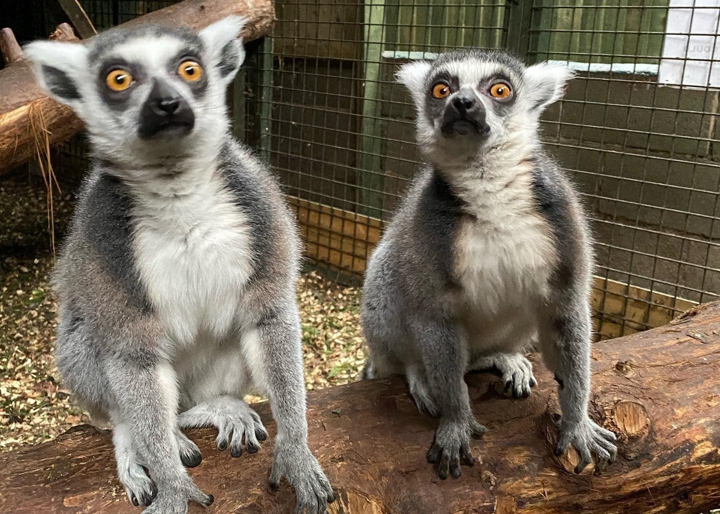 Greenacres Animal Park
