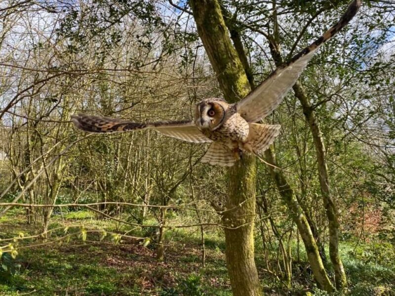 British Bird of Prey Centre