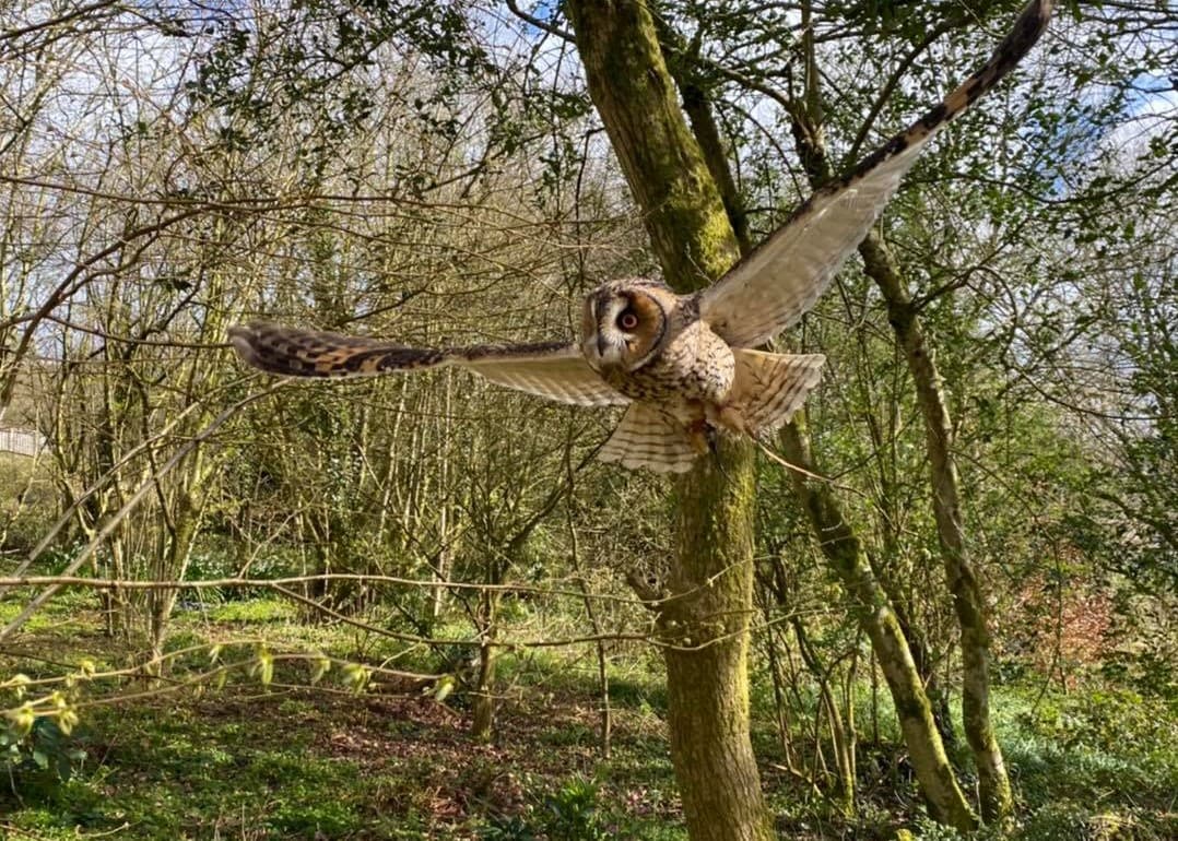 British Bird of Prey Centre