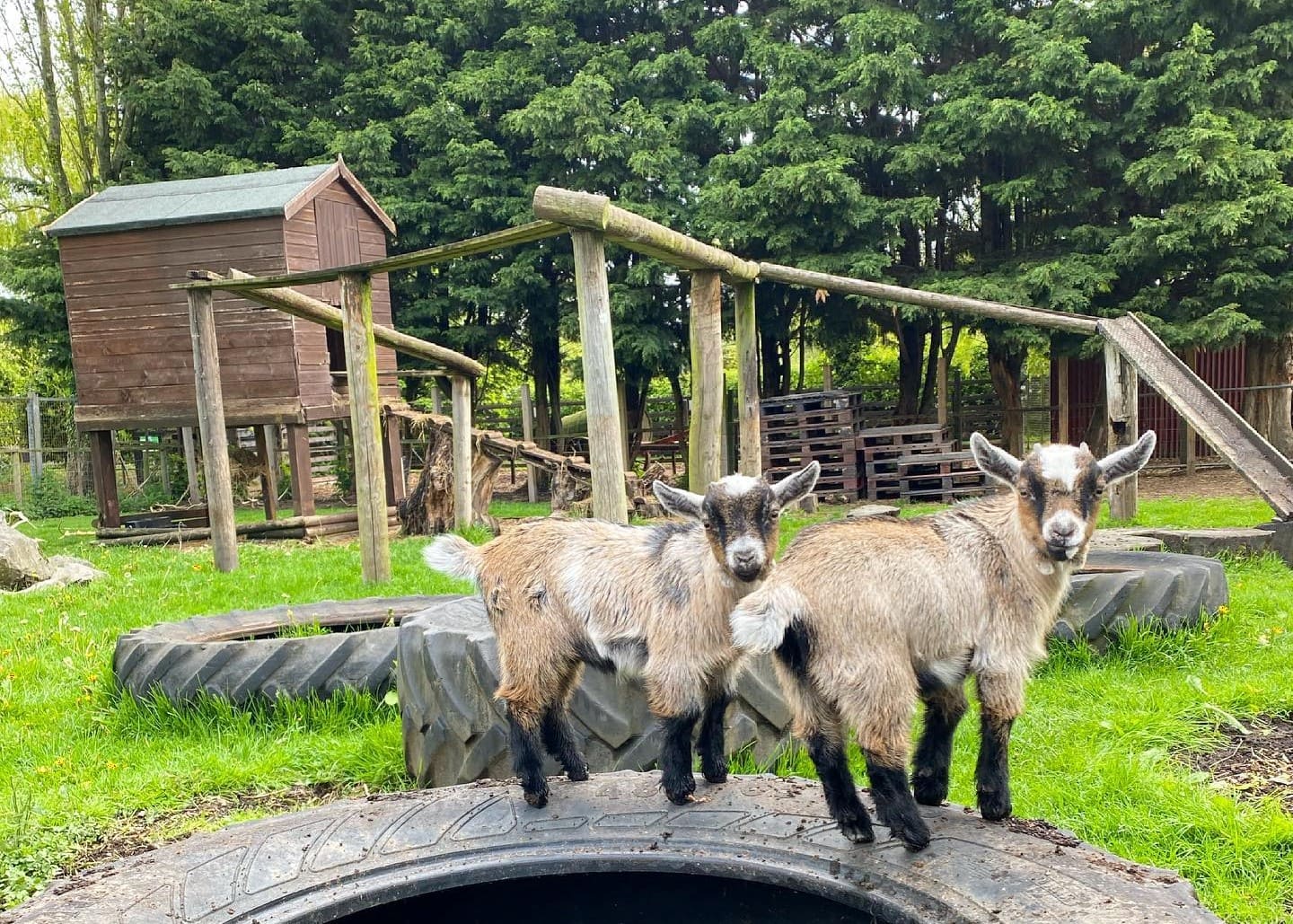 Greenacres Animal Park