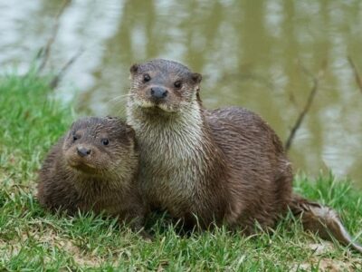 British Wildlife Centre