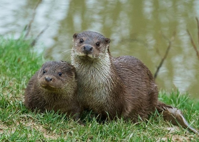 British Wildlife Centre