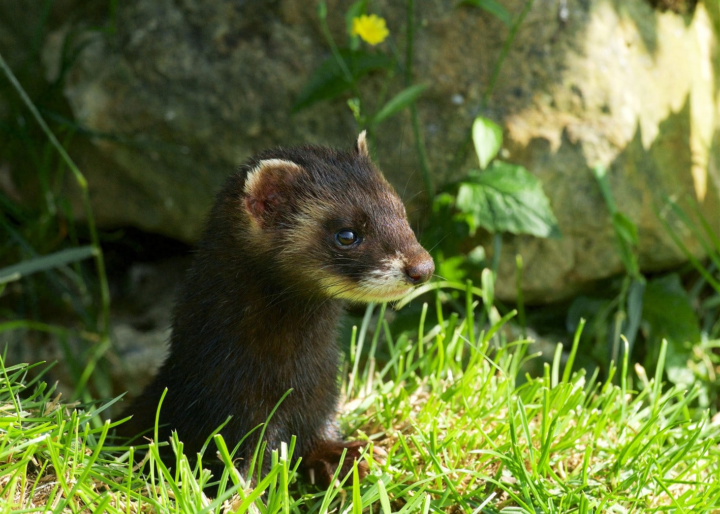 British Wildlife Centre