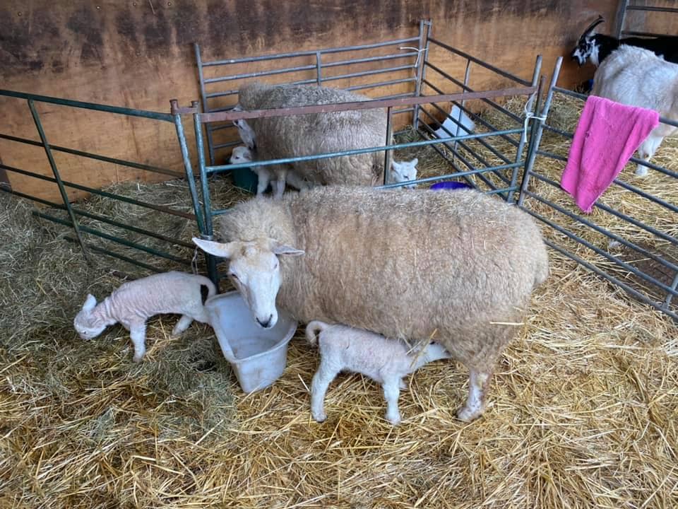 Cefn Mably Farm Park