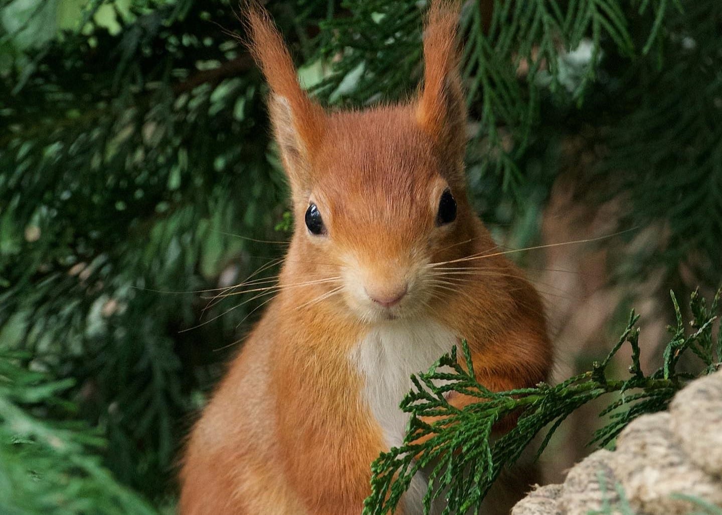 British Wildlife Centre