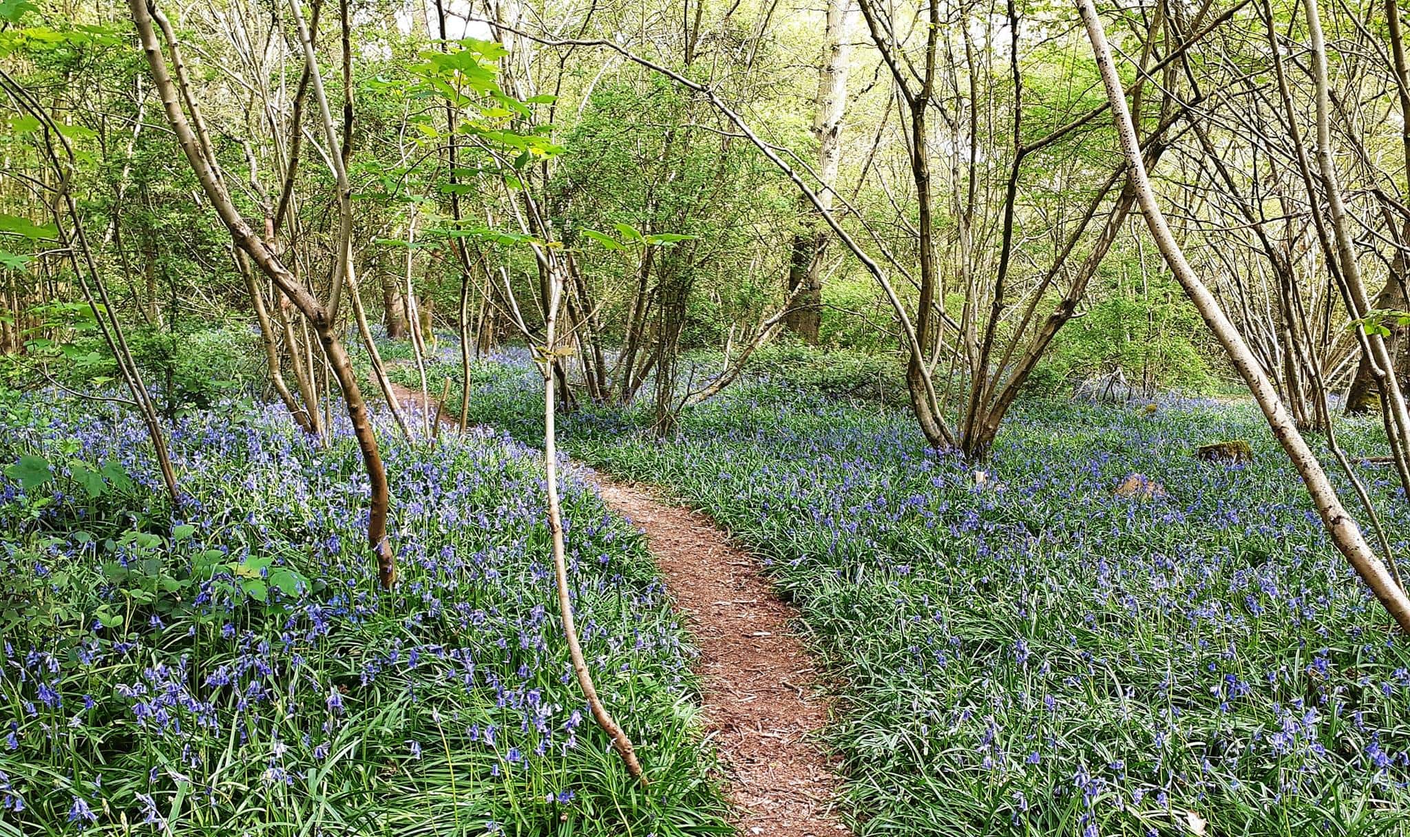 Worcester Woods Country Park