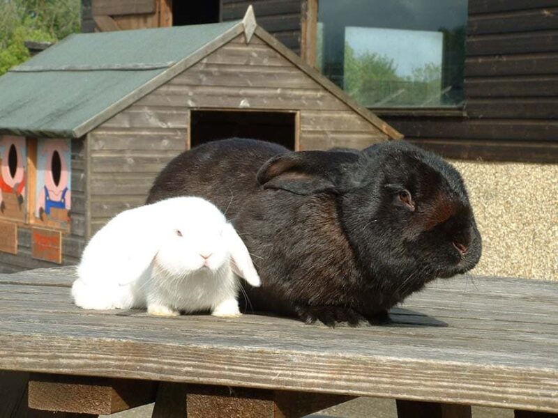 Dwyfor Rabbit Farm