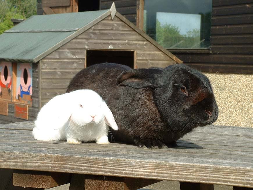 Dwyfor Rabbit Farm Where to Go With Kids North Wales
