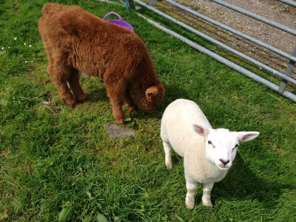 Auchingarrich Wildlife Centre