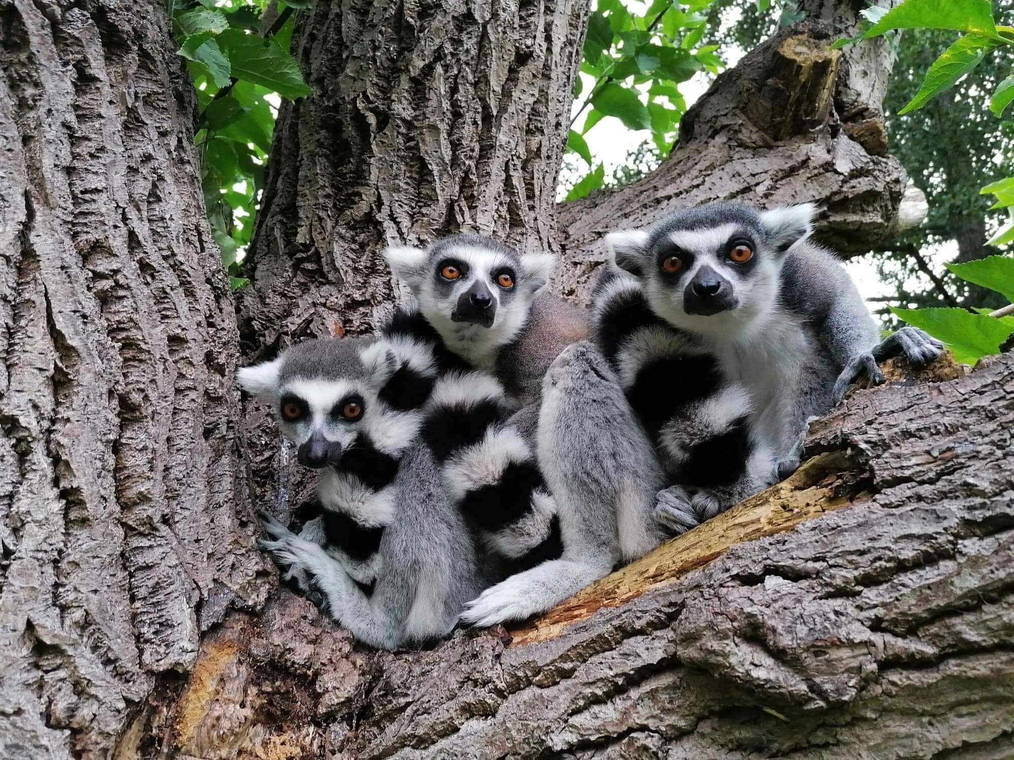 Birmingham Wildlife Conservation Park