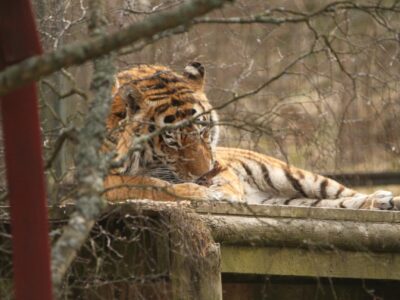 Highland Wildlife Park