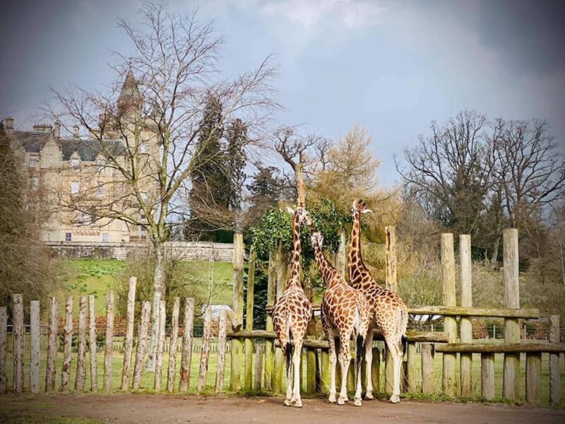 Blair Drummond Safari Park