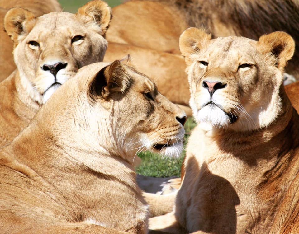 Blair Drummond Safari Park