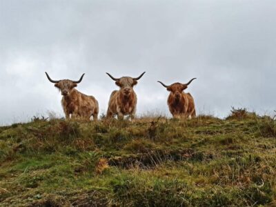 Auchingarrich Wildlife Centre
