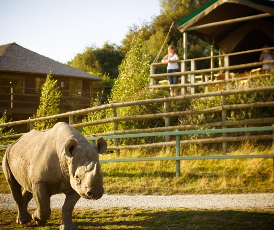 Port Lympne Reserve Where To Go With Kids