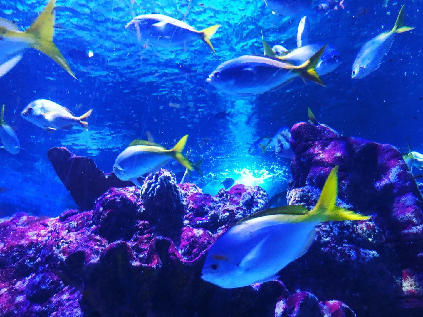 Tynemouth aquarium,