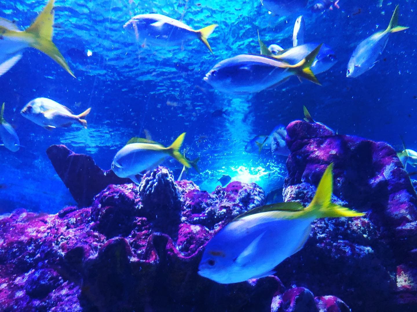 Tynemouth Aquarium - Where To Go With Kids - Tyne and Wear