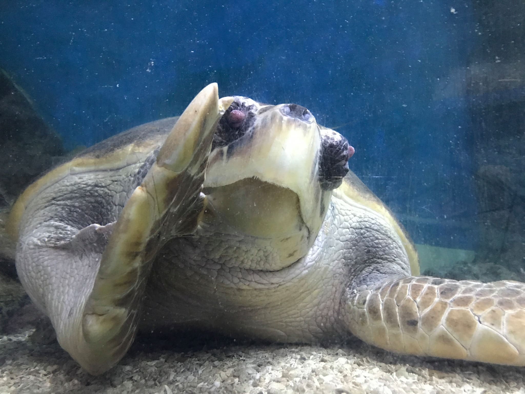 Blue Reef aquarium, Cornwall