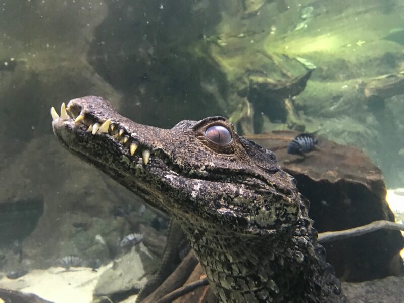 Blue Reef Aquarium Newquay