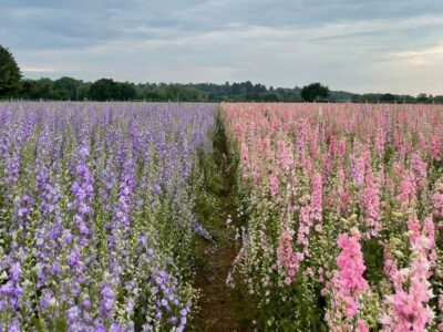 Confetti Flower Fields