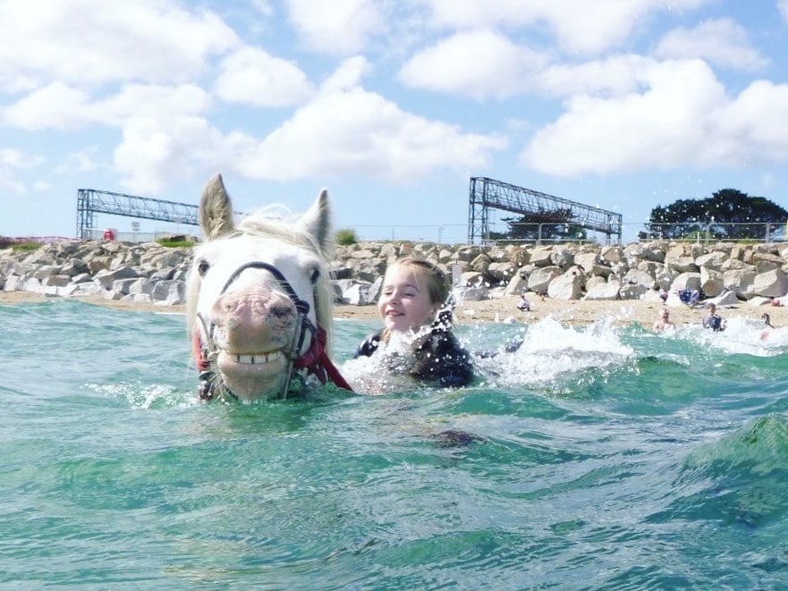 Cornwall swimming  Horses