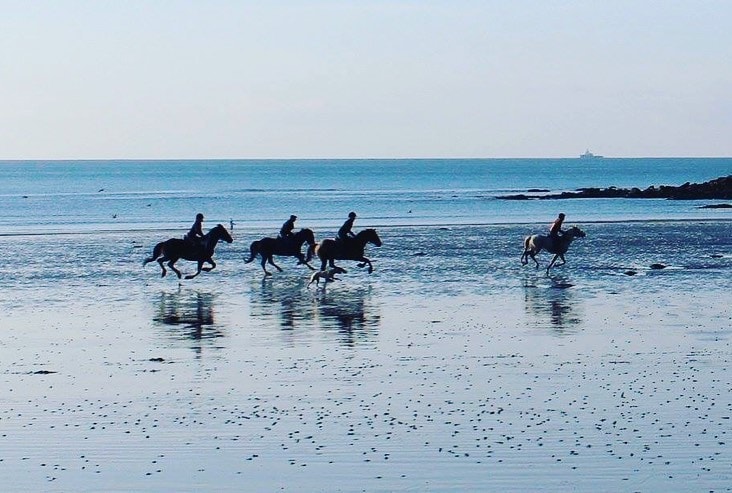 Cornwall swimming  Horses