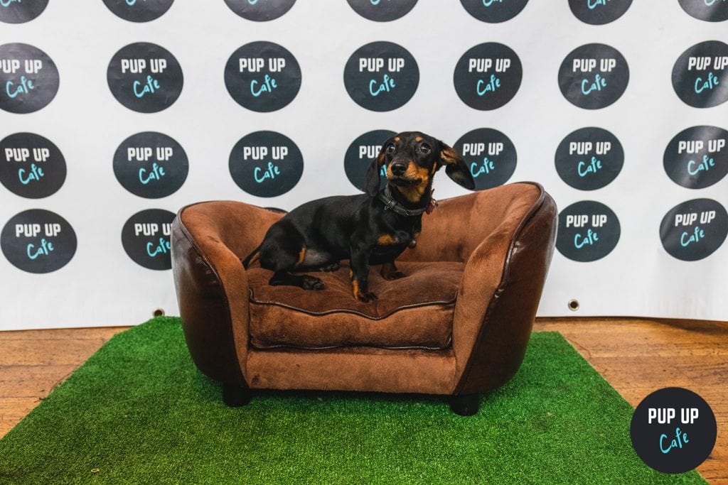 Pup Up Cafe Dog Events Across the UK