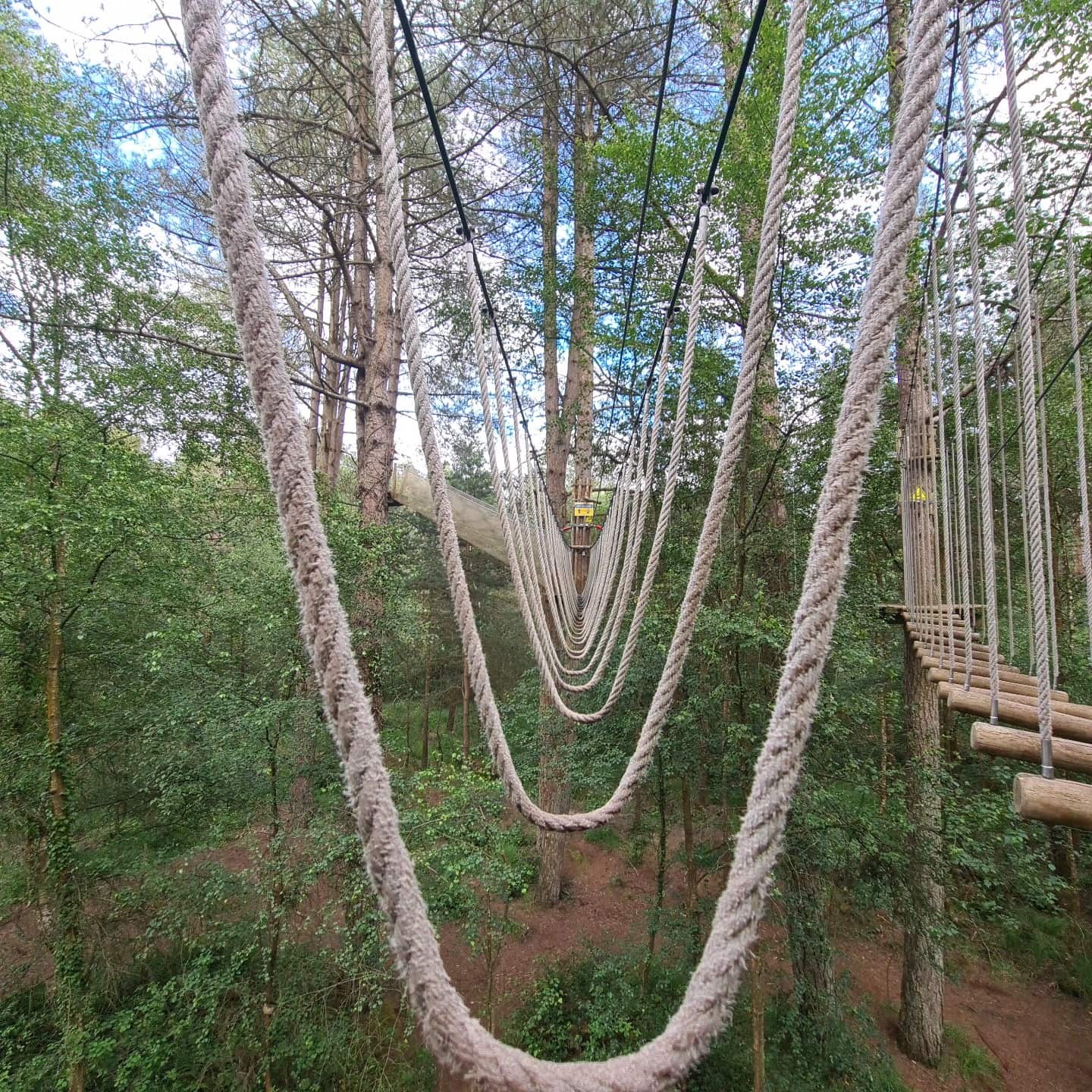 Go Ape Moors Valley
