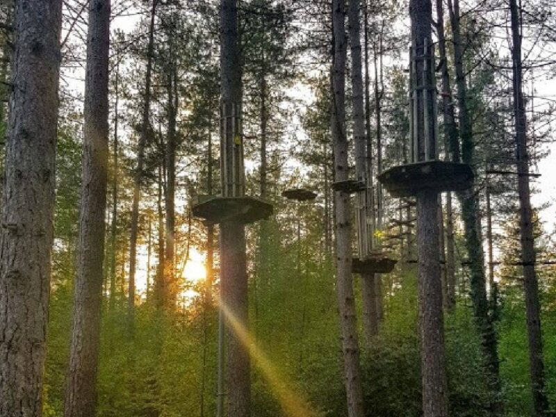 Go Ape Moors Valley