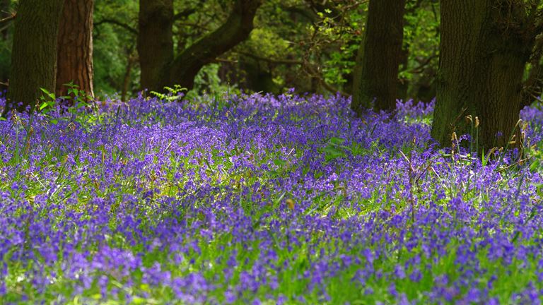 RSPB The Lodge