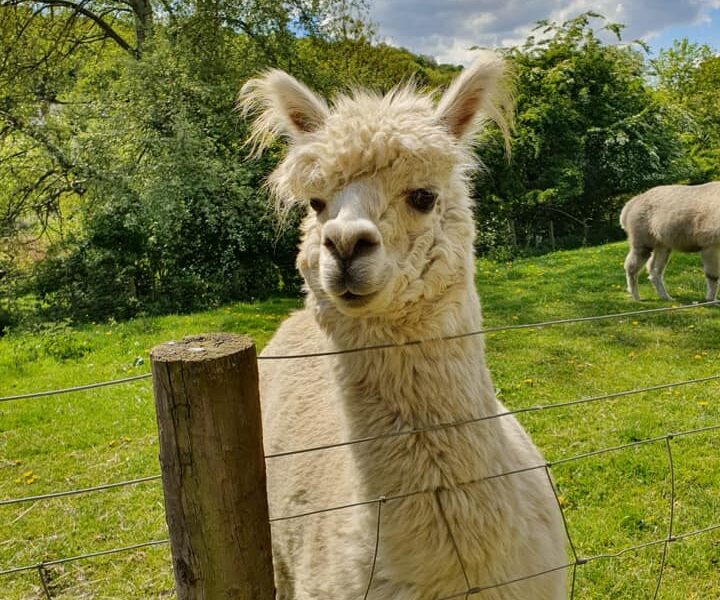 Meanwood Valley Urban Farm