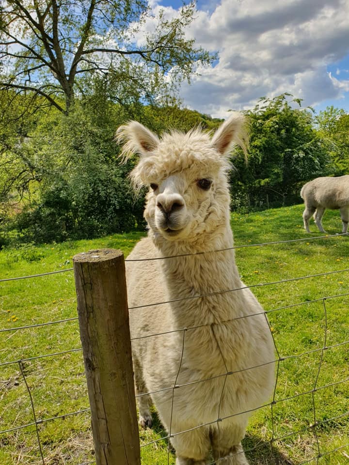 Meanwood Valley Urban Farm