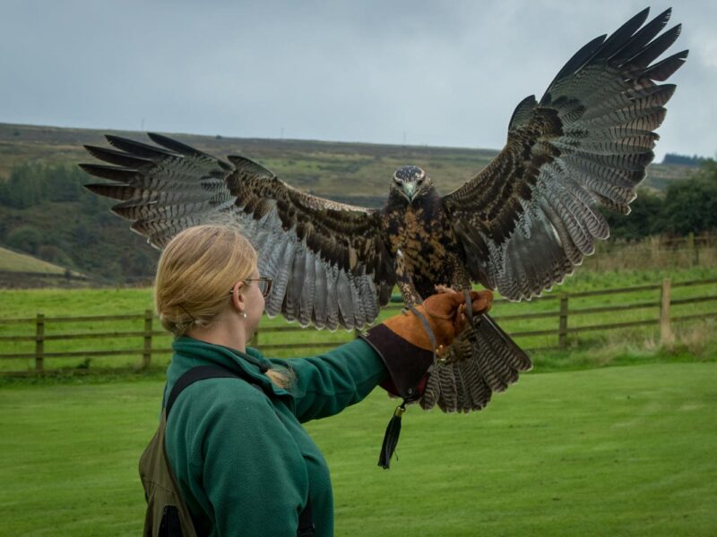 SMJ Falconry