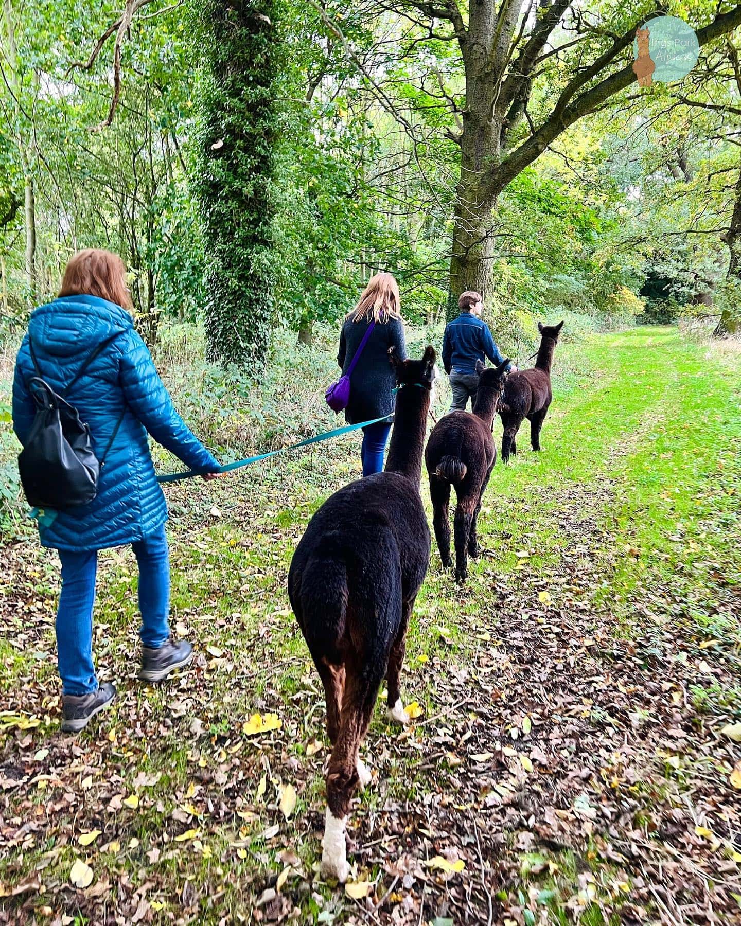 Ings Park Alpacas